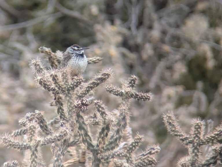 Cactus Wren -- Bernalillo, NM