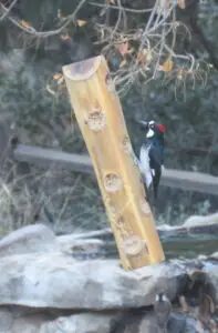 Acorn Woodpecker -- Santa Cruz, AZ