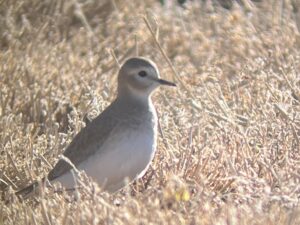 Mountain Plover -- Luna, NM