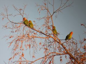 Rosy-faced Lovebird -- Maricopa, AZ