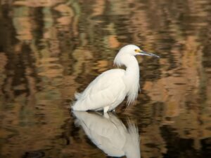 Snowy Egret -- Maricopa, AZ