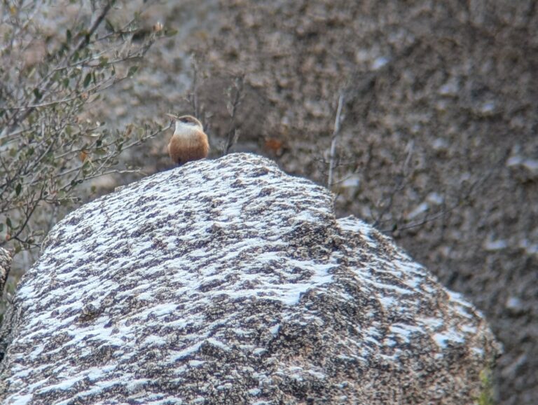 Canyon Wren -- Bernalillo, NM